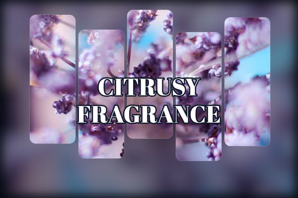 citrusy fragrance